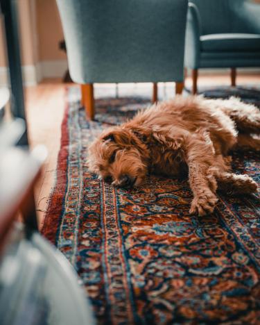 What Lurks Deep in Rugs: Prescott, AZ Rug Cleaning