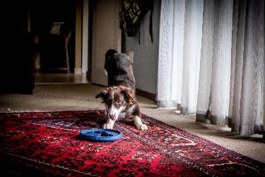 Rug Beauty. Trusted Rug Cleaning in Prescott Valley, AZ