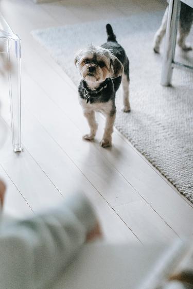 Keep Your Rug Clean with Arizona Oriental