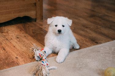 Area Rug Cleaning in Prescott, AZ