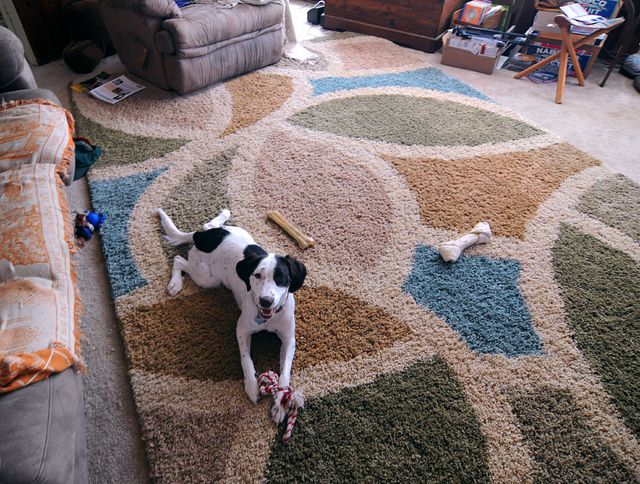 Prescott Valley Rug Cleaner. Will Dirty Rug Look Like New?