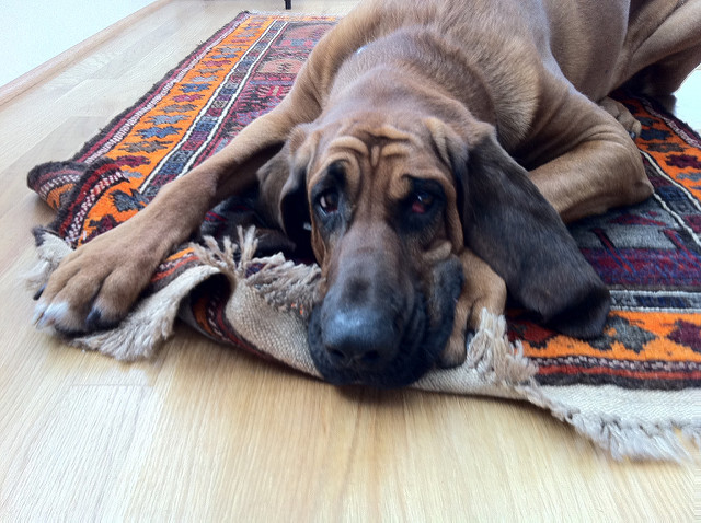 Area Rug Cleaning, Prescott, AZ. Main Things That Ruin Rugs