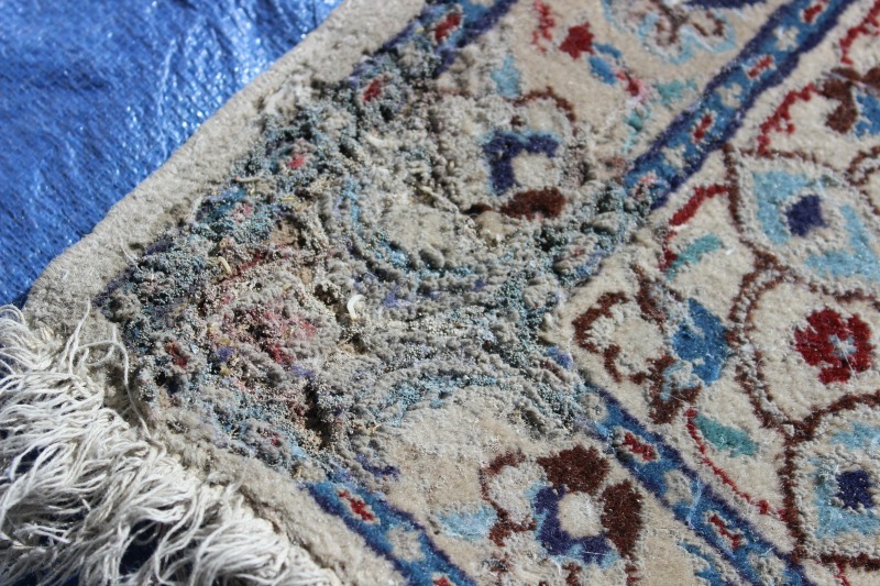 Moth Protection & Deterrant for Area Rugs in Fort Worth TX